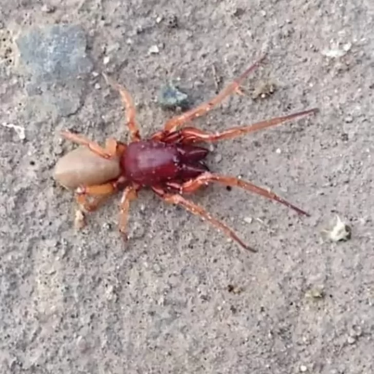 Un vecino de Puerto Deseado encontró una araña cazadora ¿es venenosa?