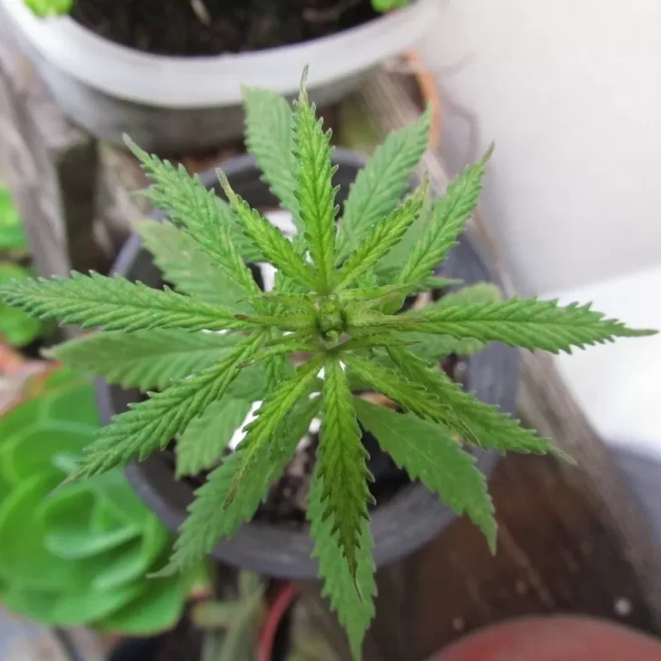 Ley de Cannabis: “Tenemos registro legal y siguen habiendo atropellos”