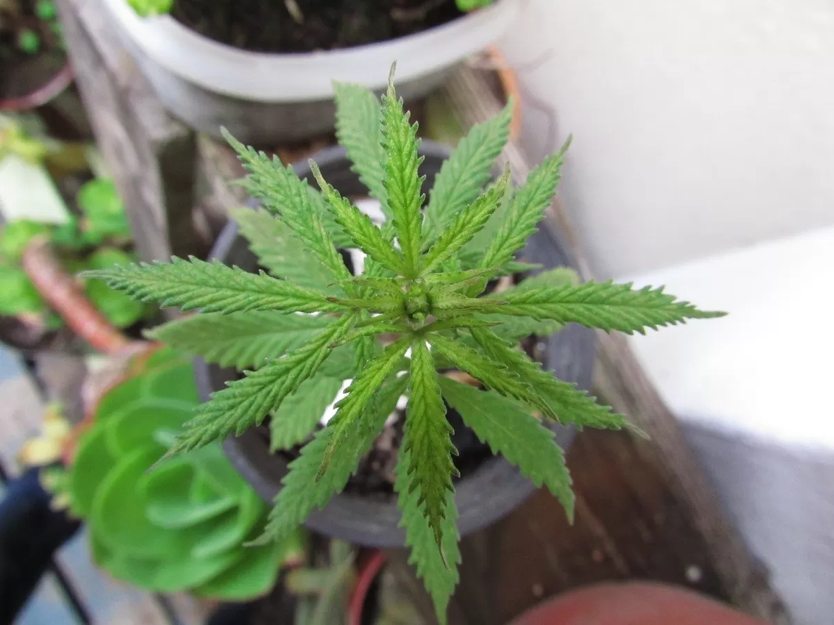 Ley de Cannabis: “Tenemos registro legal y siguen habiendo atropellos”