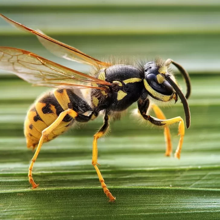 Avispas chaqueta amarilla: qué pasa si pican y por qué puede ser peligroso