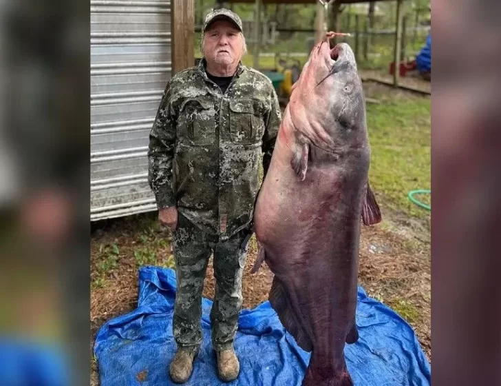 ¿Cómo lo hizo?: pescó un bagre de casi 60 kilos