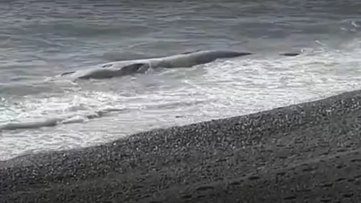 Apareció una ballena muerta en la costanera de Caleta Olivia