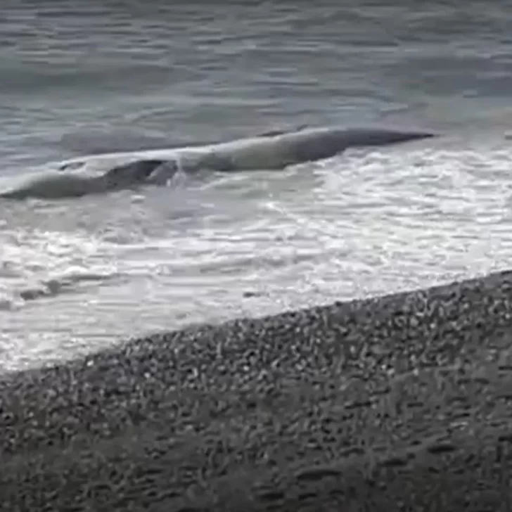 Apareció una ballena muerta en la costanera de Caleta Olivia