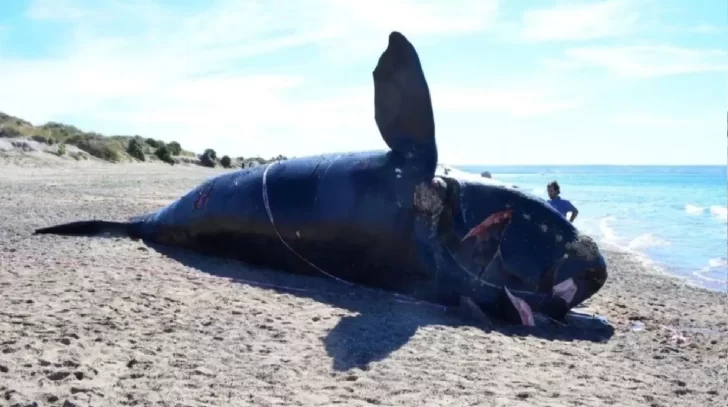 Aparecieron tres nuevos cadáveres y ya son 18 las ballenas muertas en el Golfo Nuevo