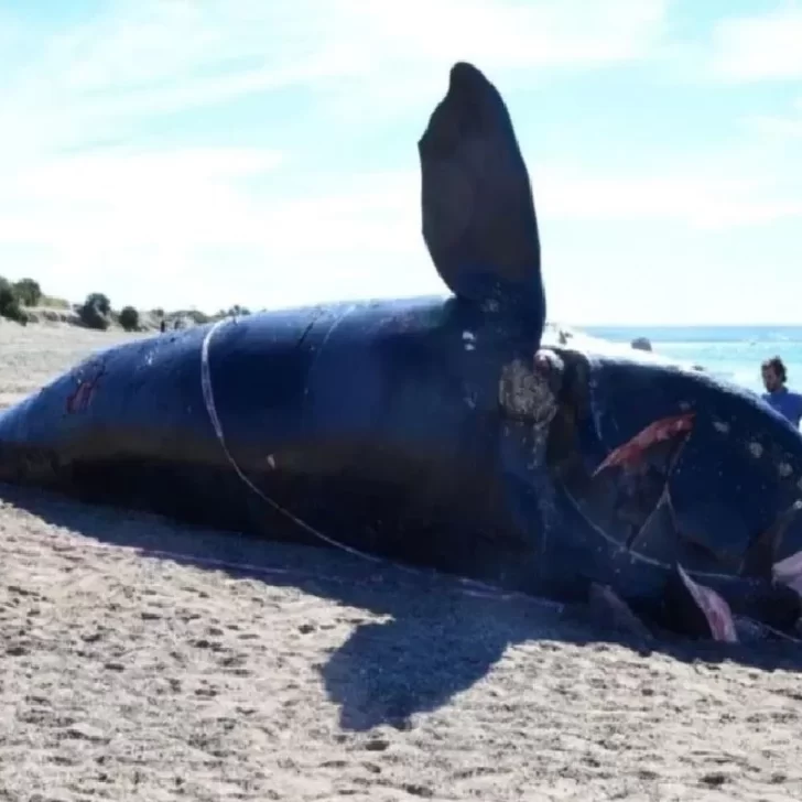 Aparecieron tres nuevos cadáveres y ya son 18 las ballenas muertas en el Golfo Nuevo
