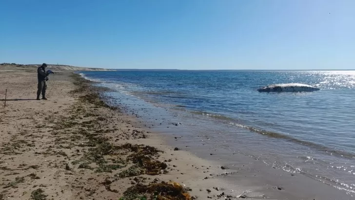 Un ballenato apareció muerto en una playa patagónica y se investigan las causas