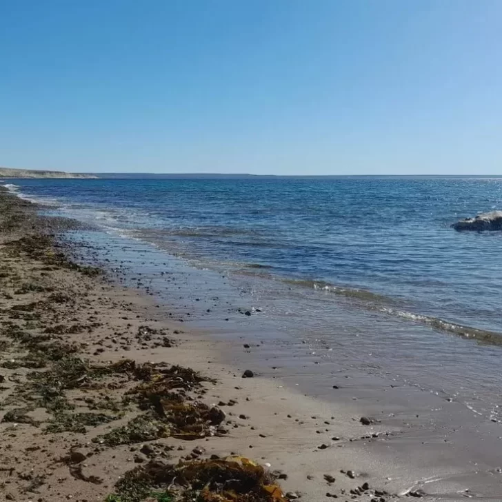 Un ballenato apareció muerto en una playa patagónica y se investigan las causas