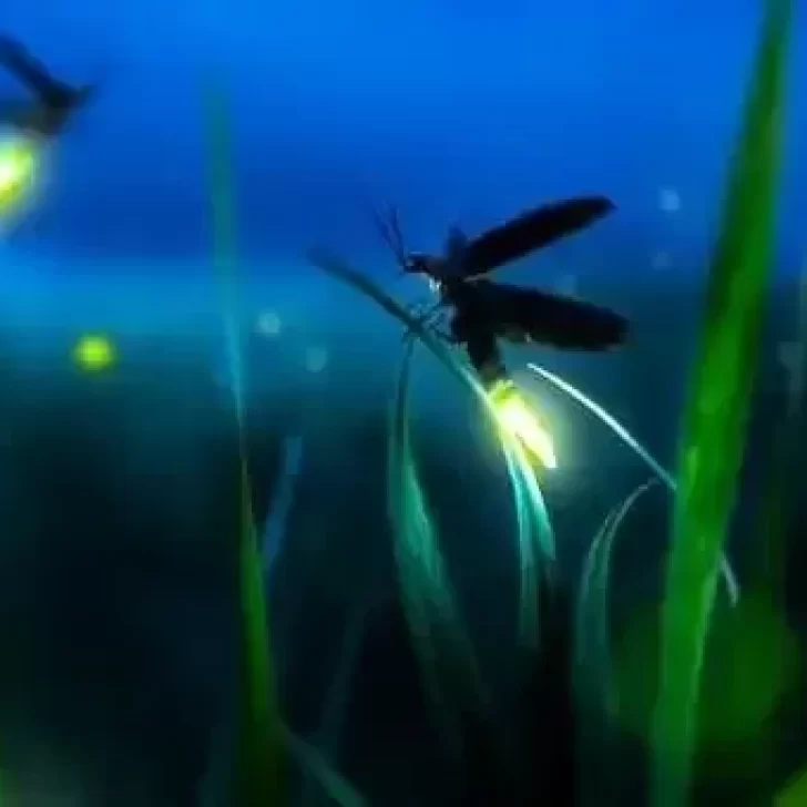 Conocé el significado espiritual del bichito de luz