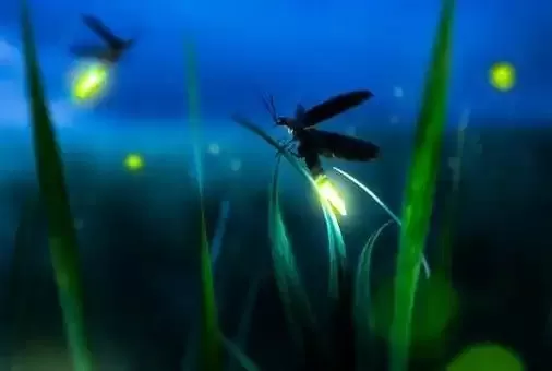 Conocé el significado espiritual del bichito de luz