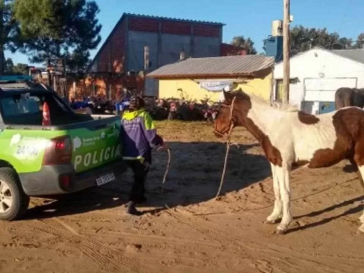 Insólito: Un caballo intentó entrar en una panadería y se comió el desayuno de unos turistas