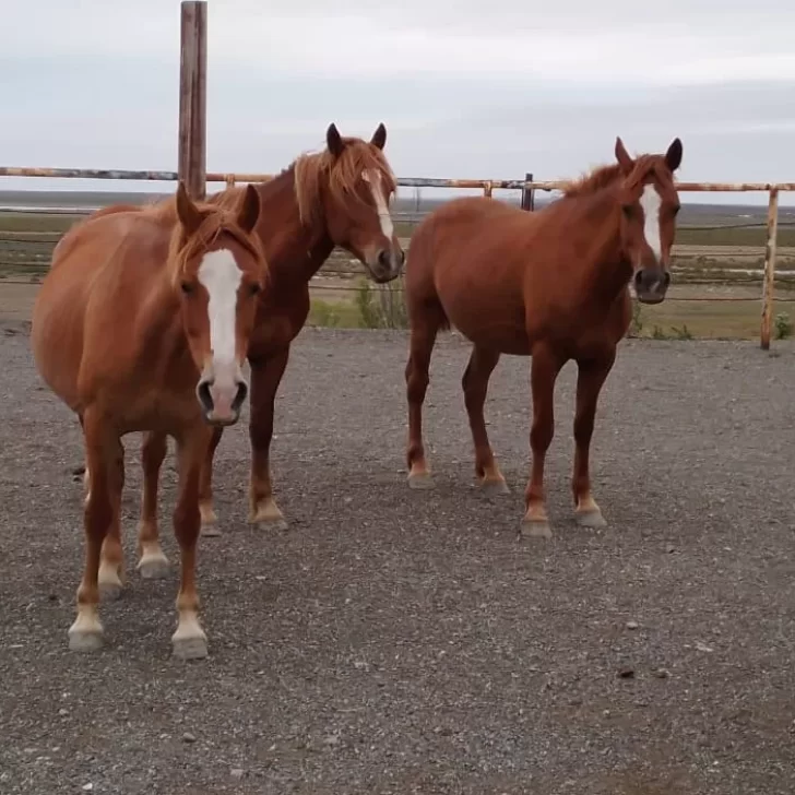 Alerta por un virus que afecta a los caballos y contagia a humanos: qué es y cómo prevenirlo Alerta por un virus que afecta a los caballos y contagia a humanos: qué es y cómo prevenirlo