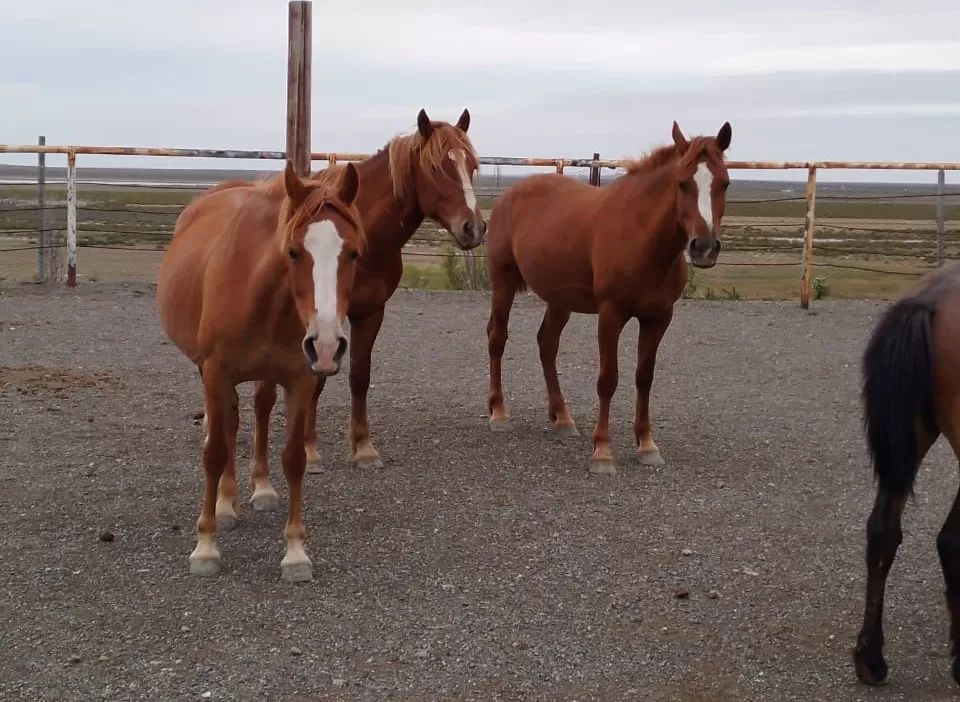 Alerta por un virus que afecta a los caballos y contagia a humanos: qué es y cómo prevenirlo Alerta por un virus que afecta a los caballos y contagia a humanos: qué es y cómo prevenirlo