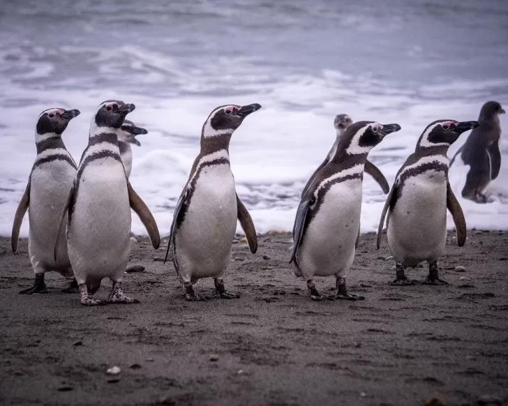 Cabo Vírgenes: rumores de inmensidad y realismo mágico