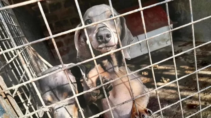 Presentaron un proyecto para prohibir los criaderos de animales en Comodoro Rivadavia: habían sorteado un cachorro días atrás