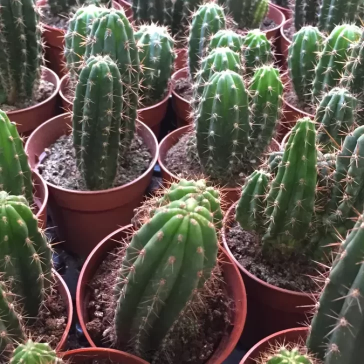 Incautaron más de 300 cactus alucinógenos: ¿Cómo identificar este tipo de plantas?