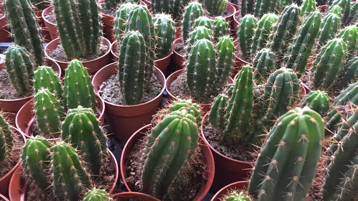 Incautaron más de 300 cactus alucinógenos: ¿Cómo identificar este tipo de plantas?