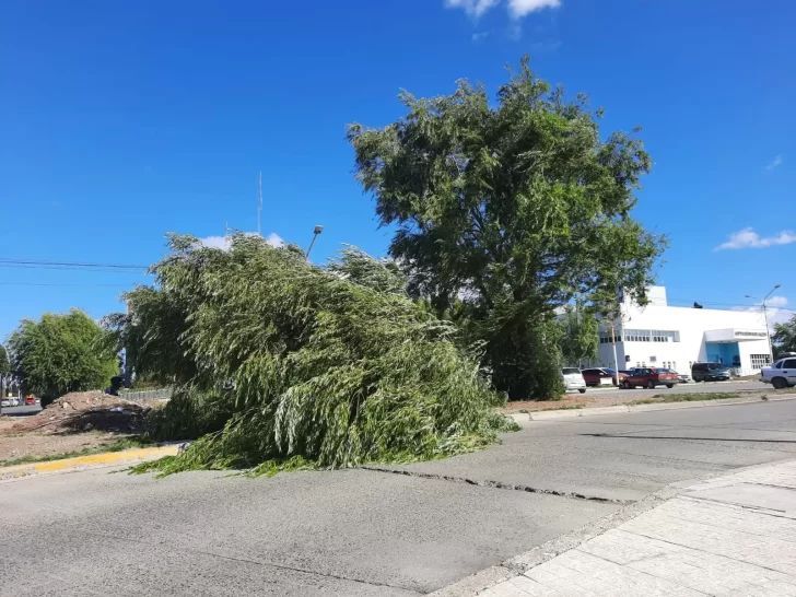 De raíz: por los fuertes vientos, se cayó un árbol afuera del hospital