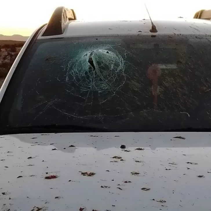 Ruta 40: atropelló y mató a decenas de chivos Ruta 40: atropelló y mató a decenas de chivos