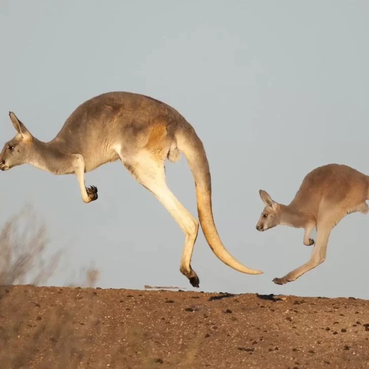 Australia analiza sacrificar millones de canguros para “evitar que se mueran de hambre” Australia analiza sacrificar millones de canguros para “evitar que se mueran de hambre”