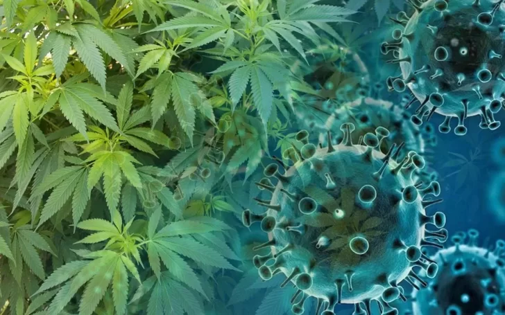 Científicos aseguran que la marihuana puede bloquear el virus del COVID-19