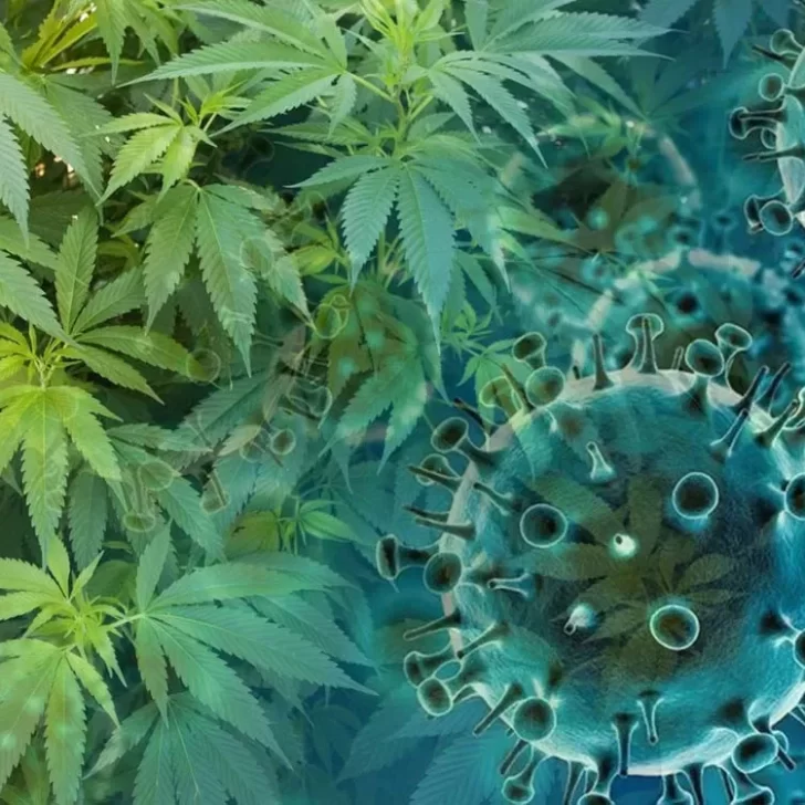 Científicos aseguran que la marihuana puede bloquear el virus del COVID-19
