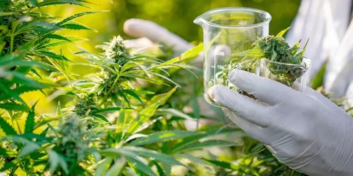 ¿En qué consiste la Ley de cannabis medicinal y cáñamo industrial aprobada en el Congreso?