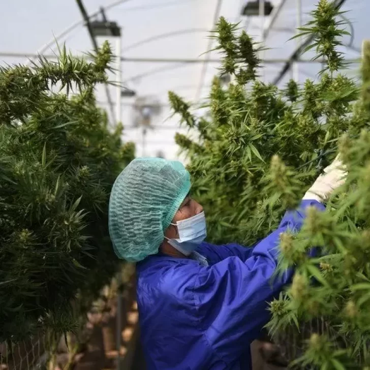 El Gobierno reglamentó la Ley de Cannabis Medicinal y Cáñamo Industrial