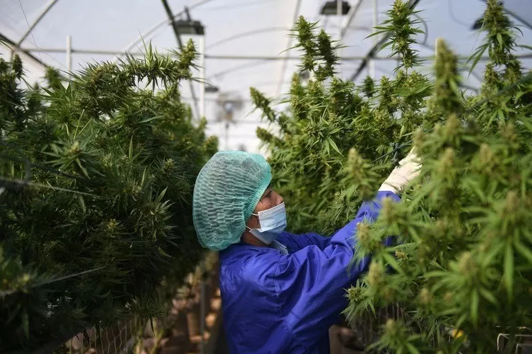 El Gobierno reglamentó la Ley de Cannabis Medicinal y Cáñamo Industrial