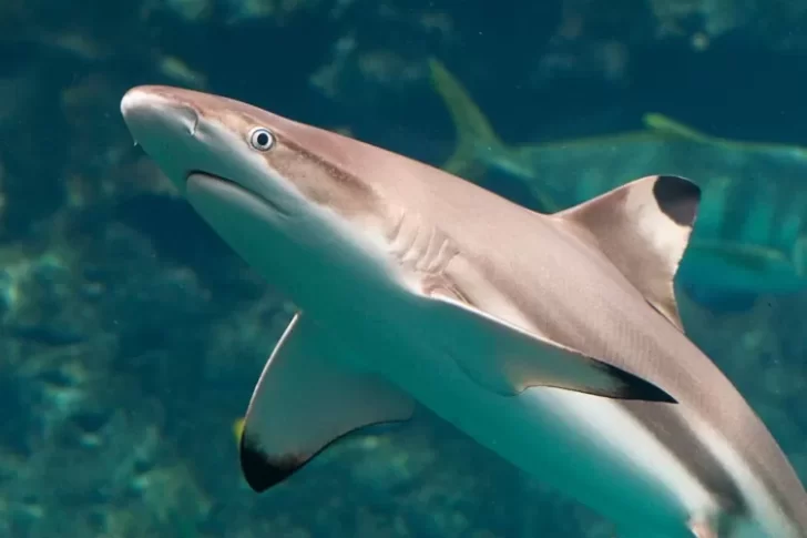Qué tan peligrosos son los cazones, los mini tiburones en los que encontraron restos de Diego Barria