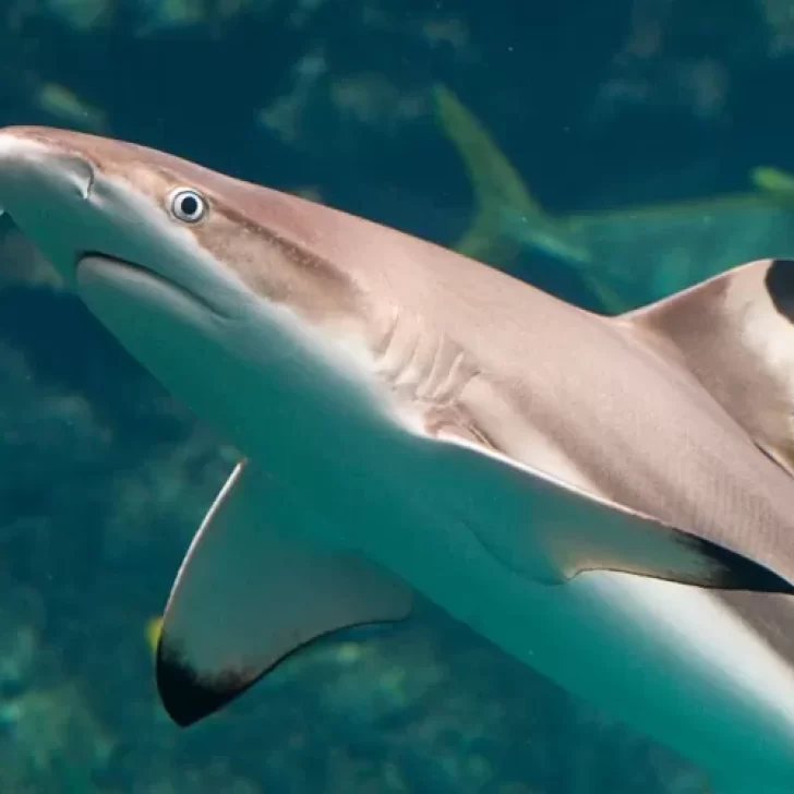 Qué tan peligrosos son los cazones, los mini tiburones en los que encontraron restos de Diego Barria