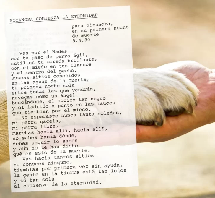 Cementerio y crematorio para mascotas en Río Gallegos: ¿es posible?