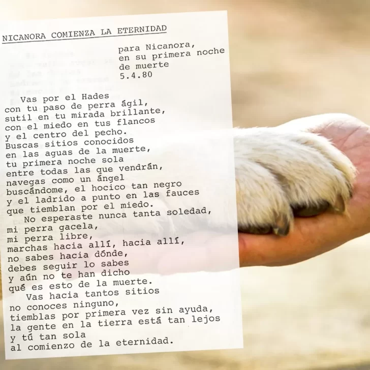 Cementerio y crematorio para mascotas en Río Gallegos: ¿es posible?