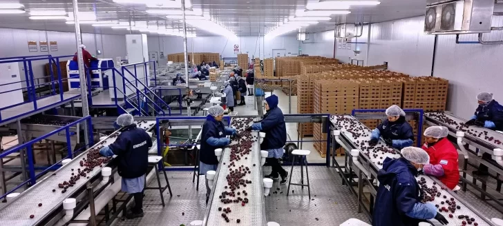 Reconocimiento global: cerezas de Los Antiguos obtuvo la denominación de origen