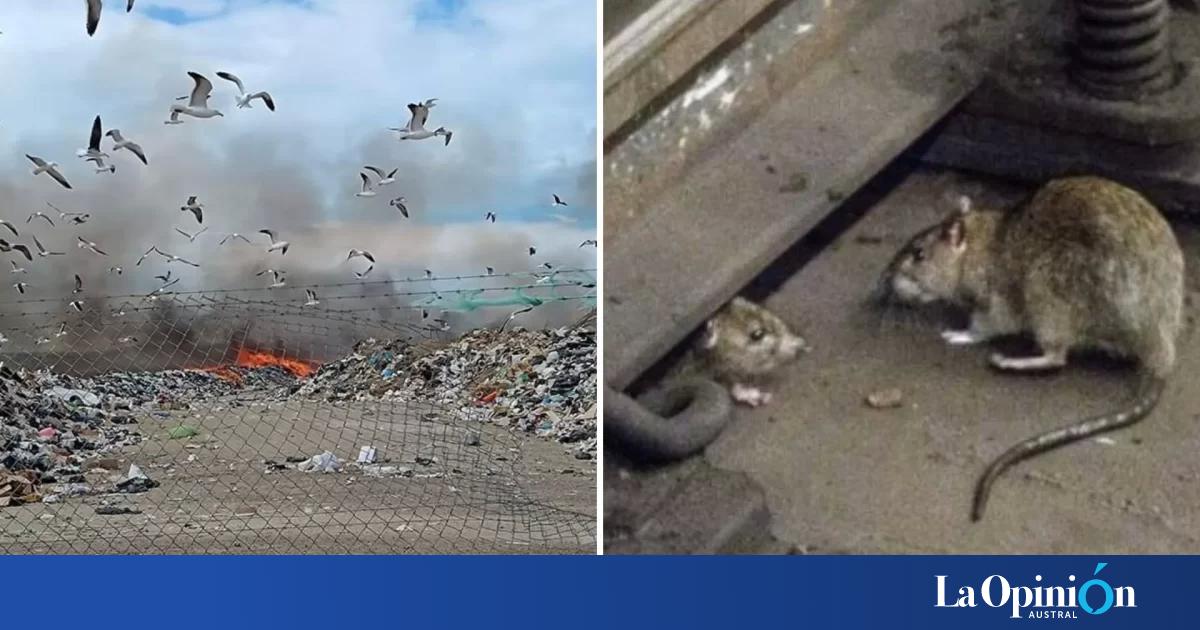 Se incendió el basural y las ratas invadieron las casas de los vecinos ...