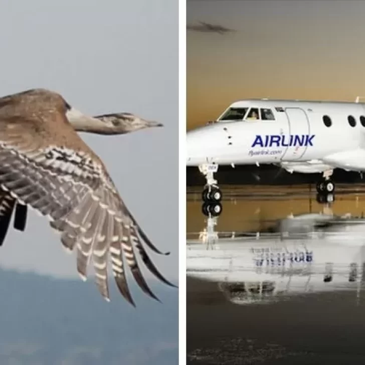 Un pájaro gigante chocó contra un avión y atravesó el fuselaje en pleno aterrizaje Un pájaro gigante chocó contra un avión y atravesó el fuselaje en pleno aterrizaje