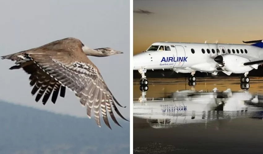 Un pájaro gigante chocó contra un avión y atravesó el fuselaje en pleno aterrizaje Un pájaro gigante chocó contra un avión y atravesó el fuselaje en pleno aterrizaje