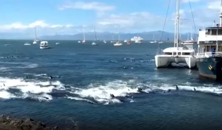 Video. Decenas de toninas quedaron varadas en la bahía de Ushuaia ¿De qué huían?