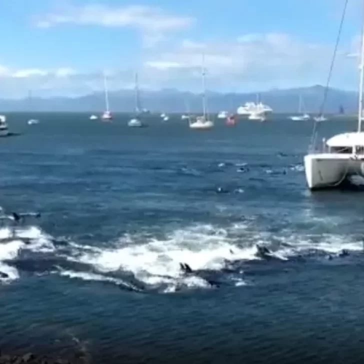 Video. Decenas de toninas quedaron varadas en la bahía de Ushuaia ¿De qué huían?