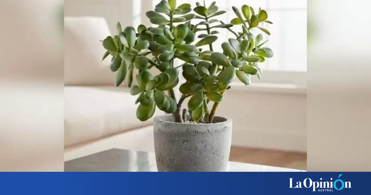 Conocé El “árbol De Jade”, La Planta Que Atrae Dinero Y Abundancia ...