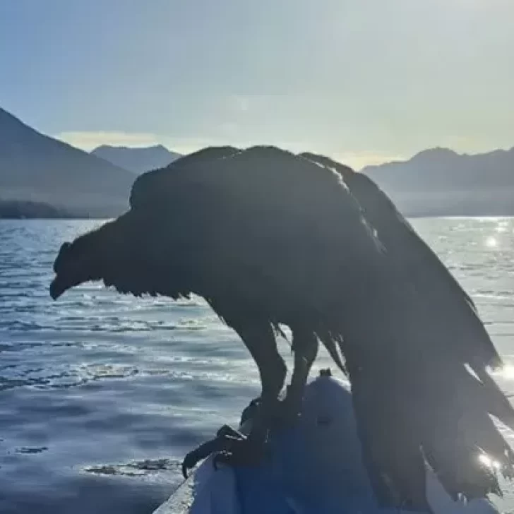 Video. Rescataron a un cóndor que cayó en el lago Traful Video. Rescataron a un cóndor que cayó en el lago Traful