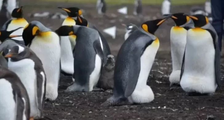 Una ONG paga 2.200 dólares al mes contar pingüinos en la Antártida: cuáles son las condiciones y cómo anotarse