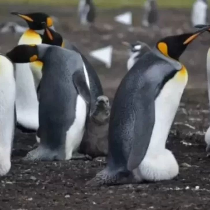 Una ONG paga 2.200 dólares al mes contar pingüinos en la Antártida: cuáles son las condiciones y cómo anotarse
