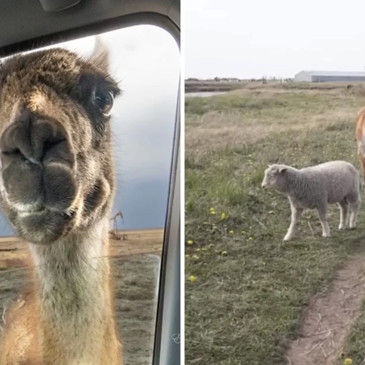 La historia de la guanaca que se volvió viral por una foto: quedó huérfana al mes de vida y dos niñas la adoptaron