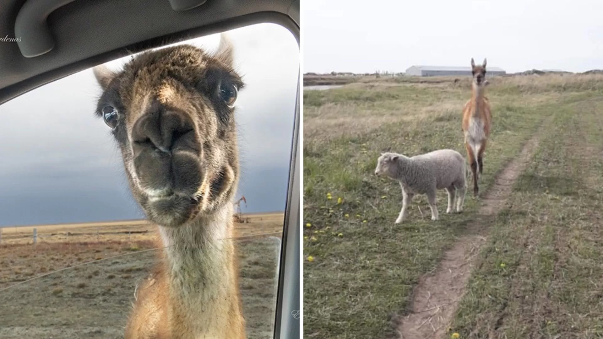 La historia de la guanaca que se volvió viral por una foto: quedó huérfana al mes de vida y dos niñas la adoptaron