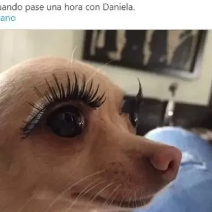 Los divertidos memes de Moro y Caramelo, los dos perritos que ingresaron a Gran Hermano Los divertidos memes de Moro y Caramelo, los dos perritos que ingresaron a Gran Hermano