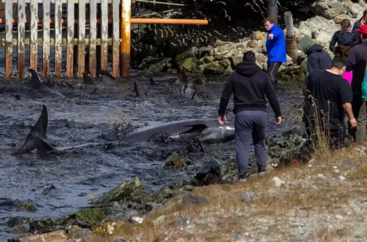 ¿Delfines o toninas? Un especialista explicó por qué se produjo el extraño fenómeno en la costa de Ushuaia