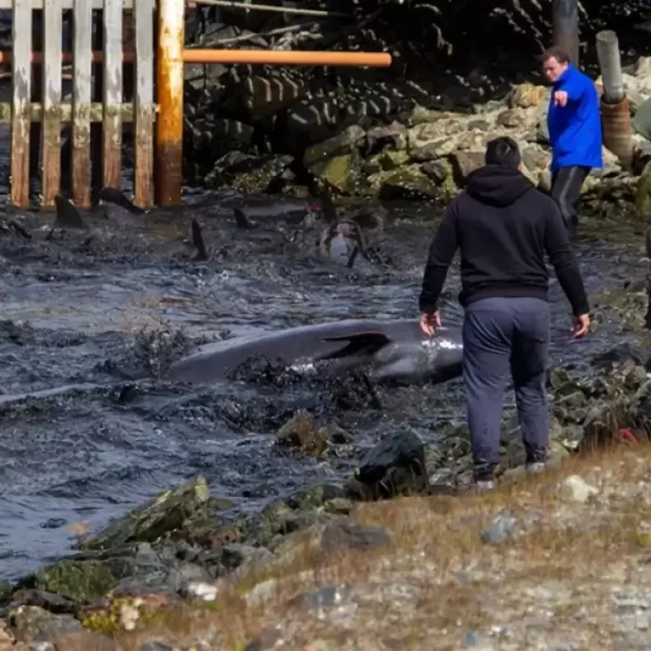 ¿Delfines o toninas? Un especialista explicó por qué se produjo el extraño fenómeno en la costa de Ushuaia