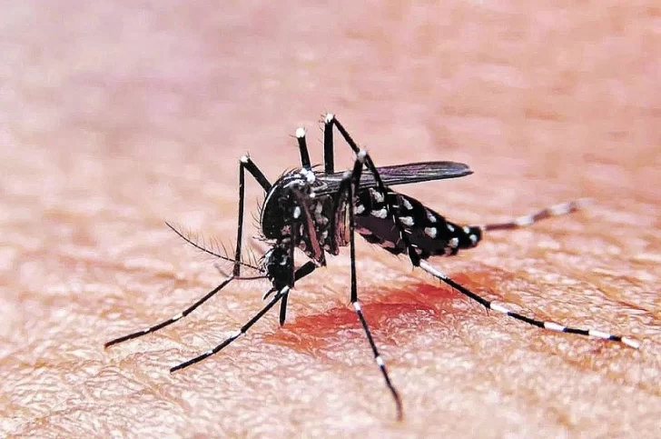 Alerta por dengue: se registraron 5 nuevas muertes