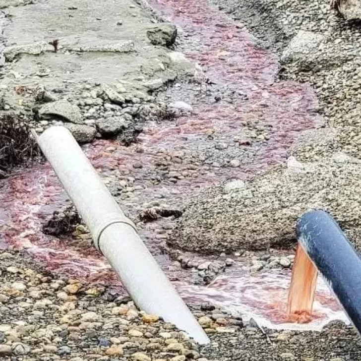 Denuncian a frigorífico por arrojar sangre de animales y emanar olor nauseabundo en la costanera