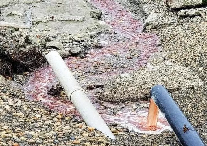 Denuncian a frigorífico por arrojar sangre de animales y emanar olor nauseabundo en la costanera